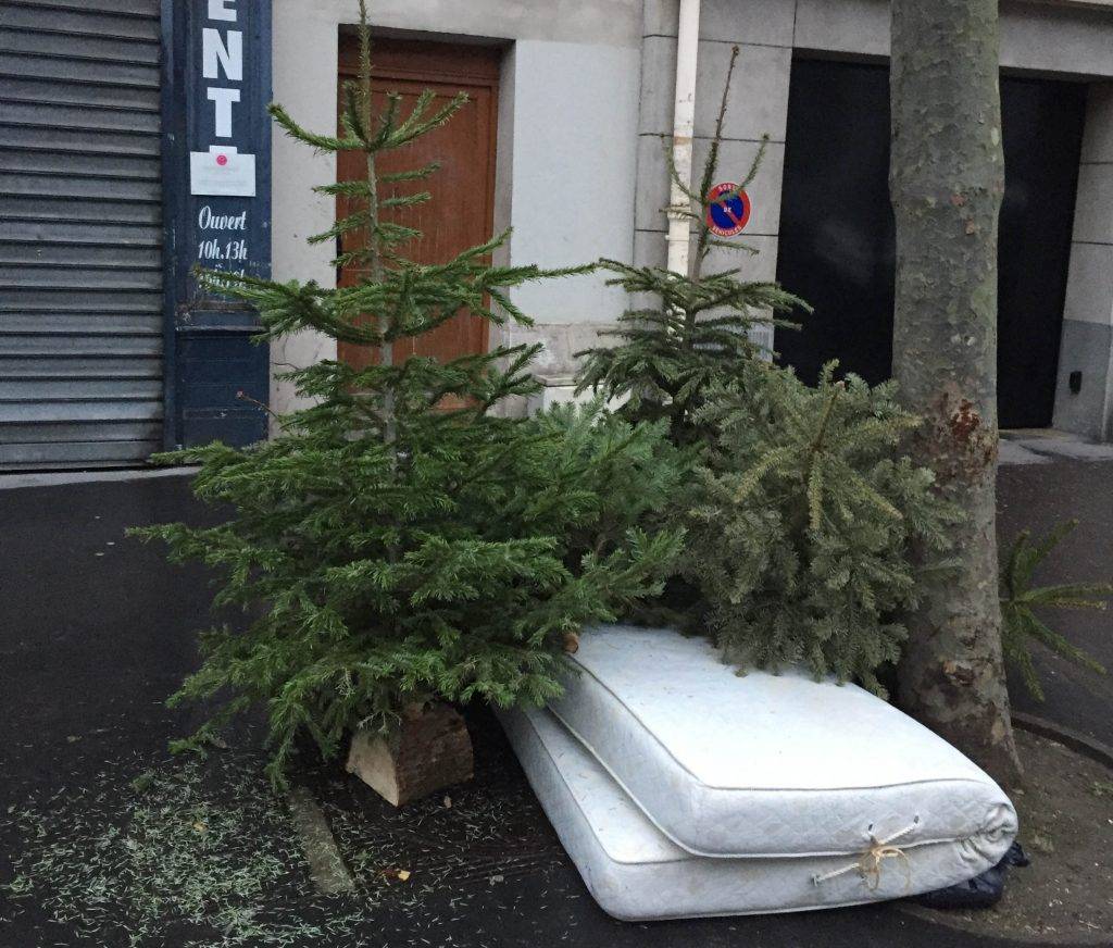 sapin en hiver