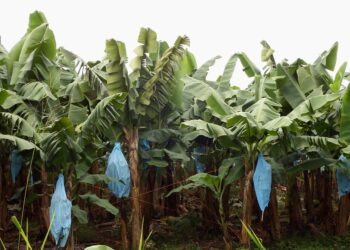 Plantation bananes 2