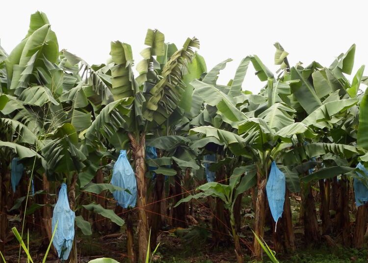 Plantation bananes 2