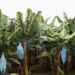 Plantation bananes 2