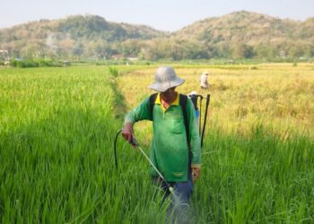 Un agriculteur pulvérise un pesticide sur des rizières d'un vert luxuriant sous un ciel bleu azur.