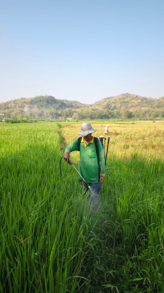 Un agriculteur pulvérise un pesticide sur des rizières d'un vert luxuriant sous un ciel bleu azur.