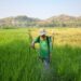 Un agriculteur pulvérise un pesticide sur des rizières d'un vert luxuriant sous un ciel bleu azur.